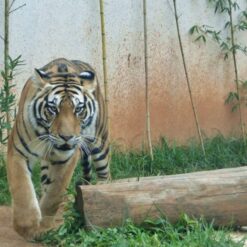 Zoológico e Kebis 3°ano Barcelona e Jacaraipe  12/05/2026